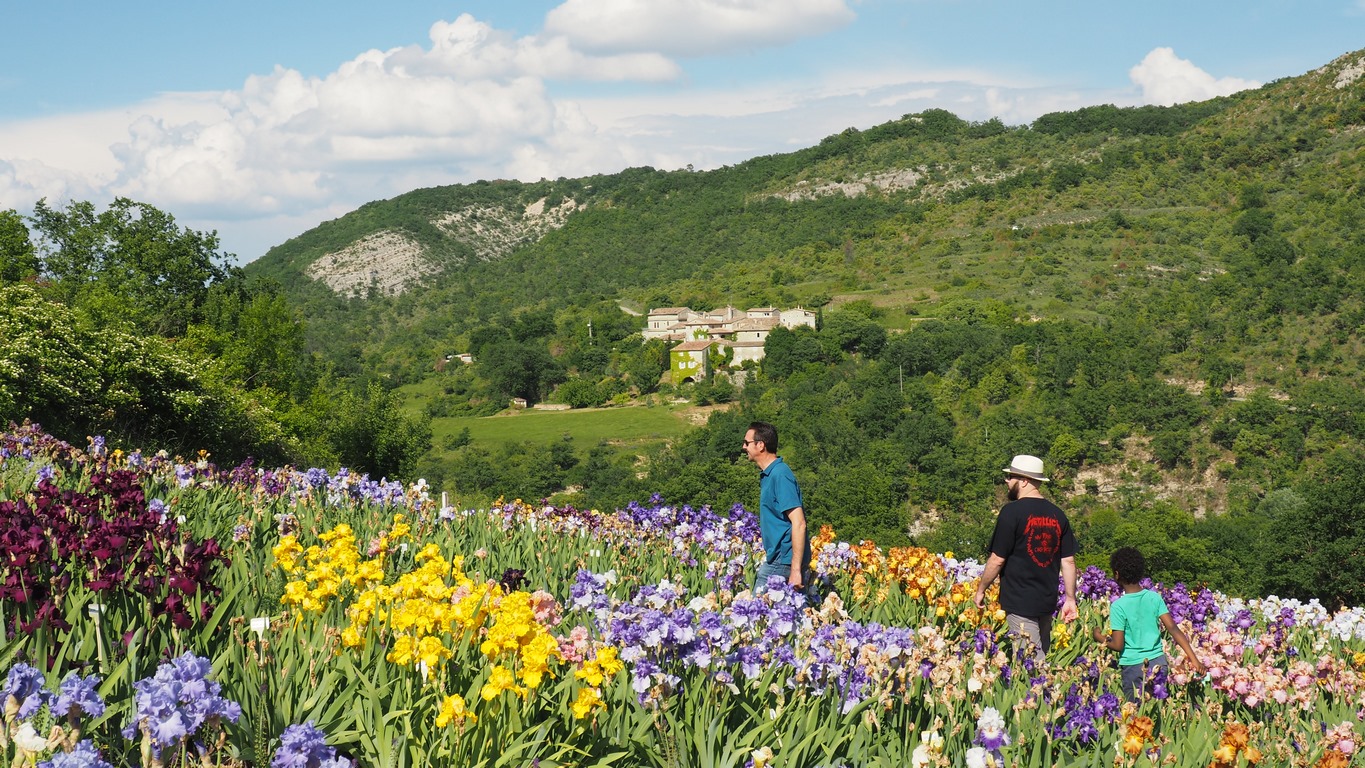 iriseraie-larnas-ardeche©anne-trevet